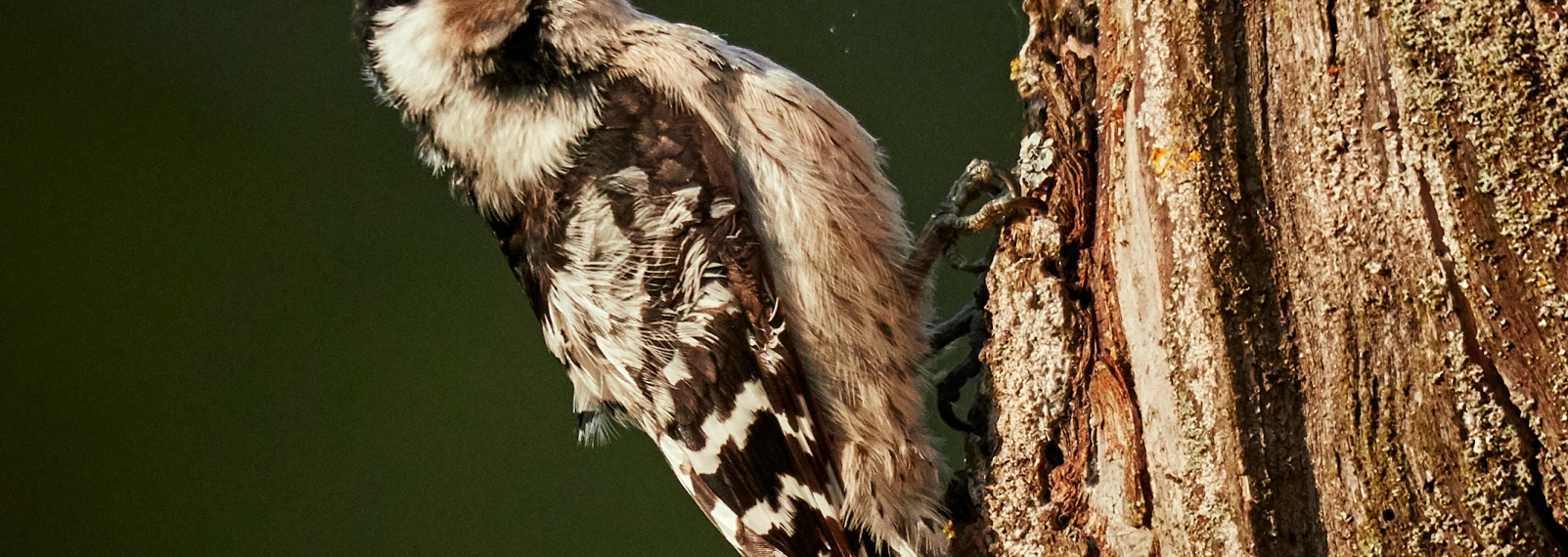 Jerol Signal Pole Woodpecker