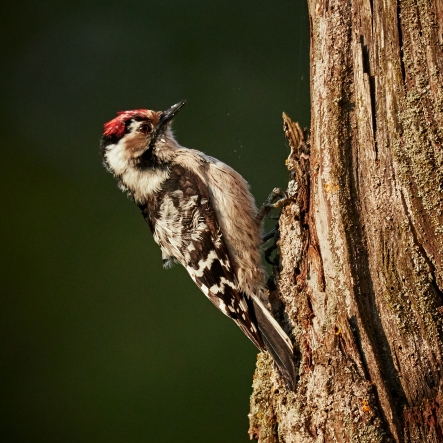 Jerol Signal Pole Woodpecker